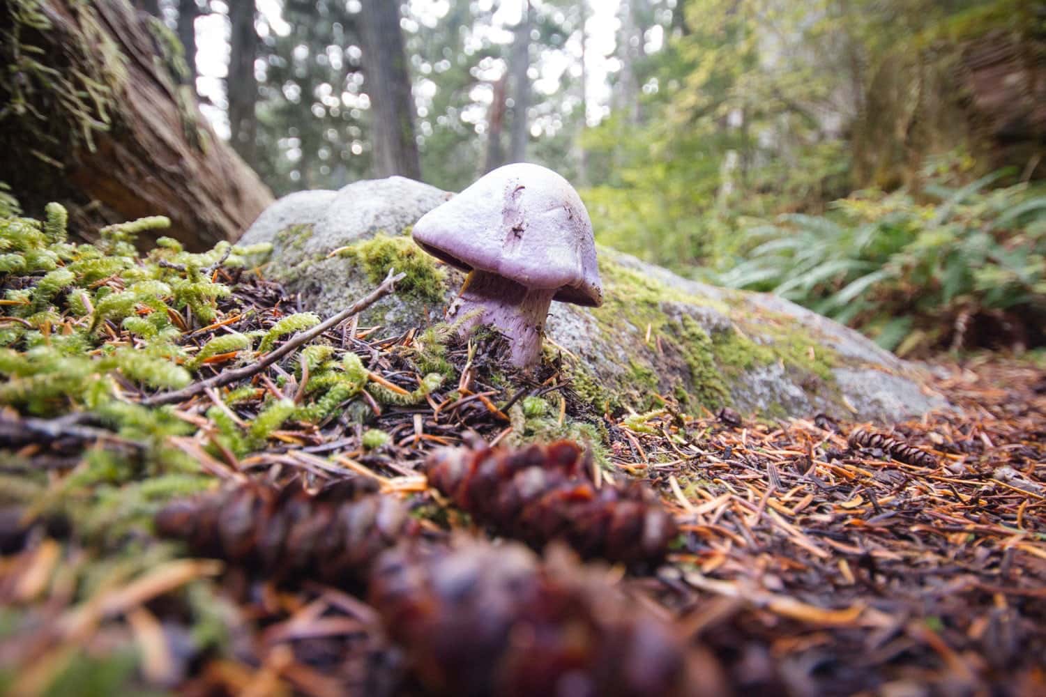 A photo of a mushroom in the woods