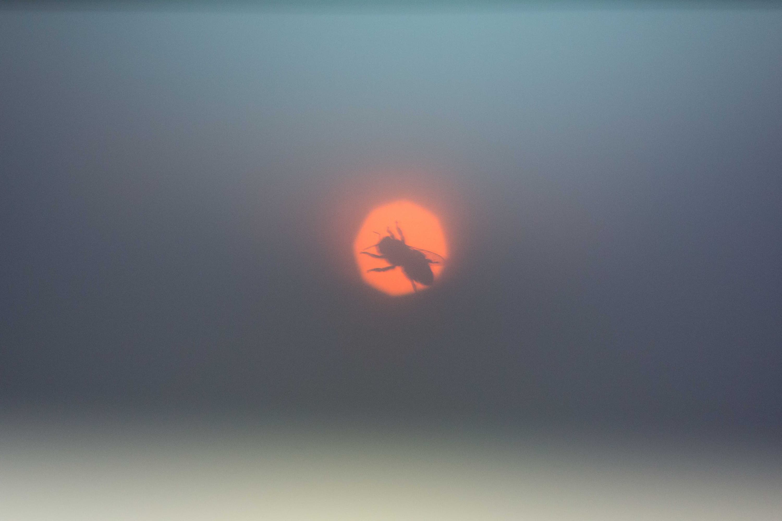 A photo of an eclipse