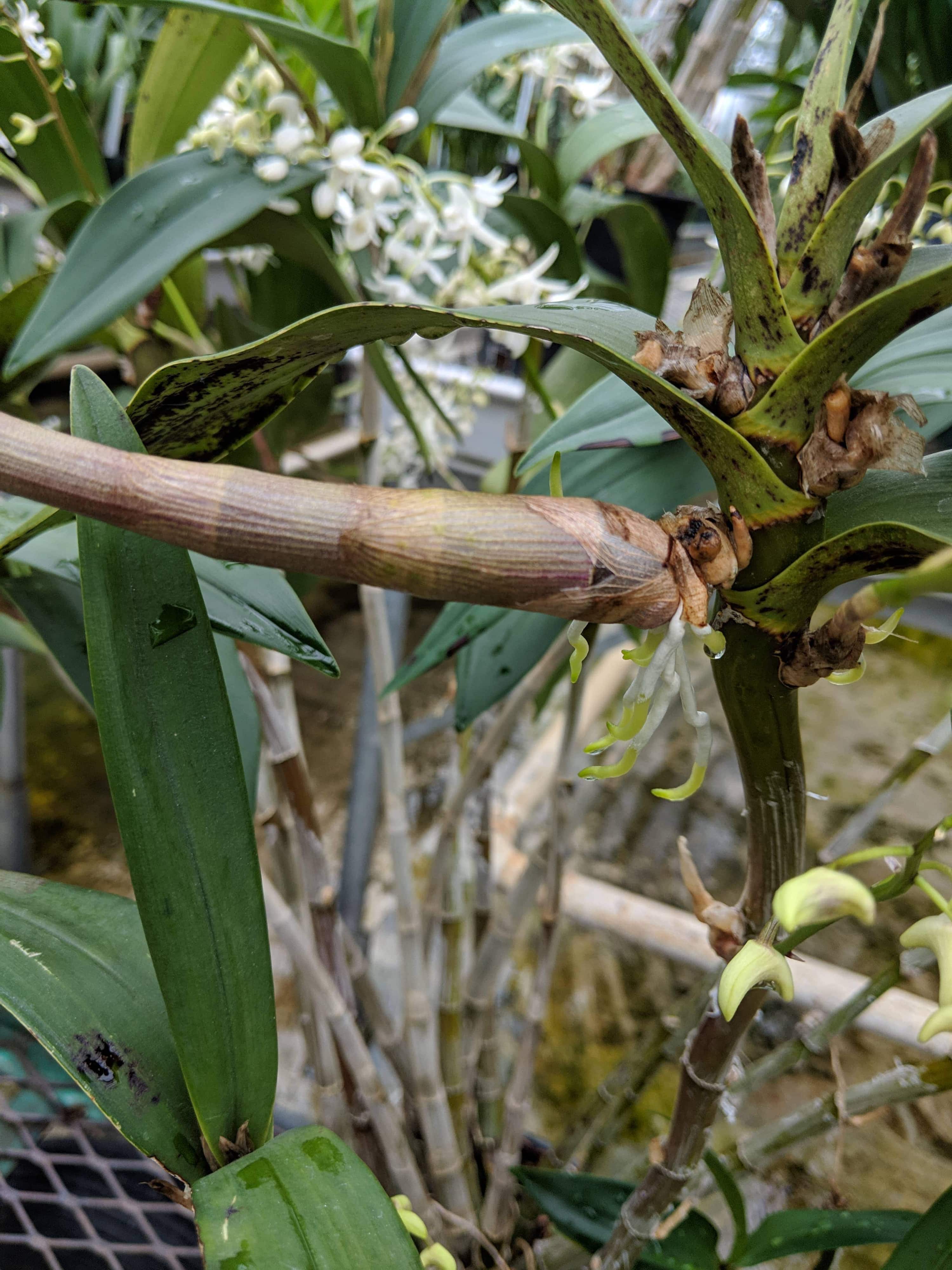 A photo of baby orchids (keikis)