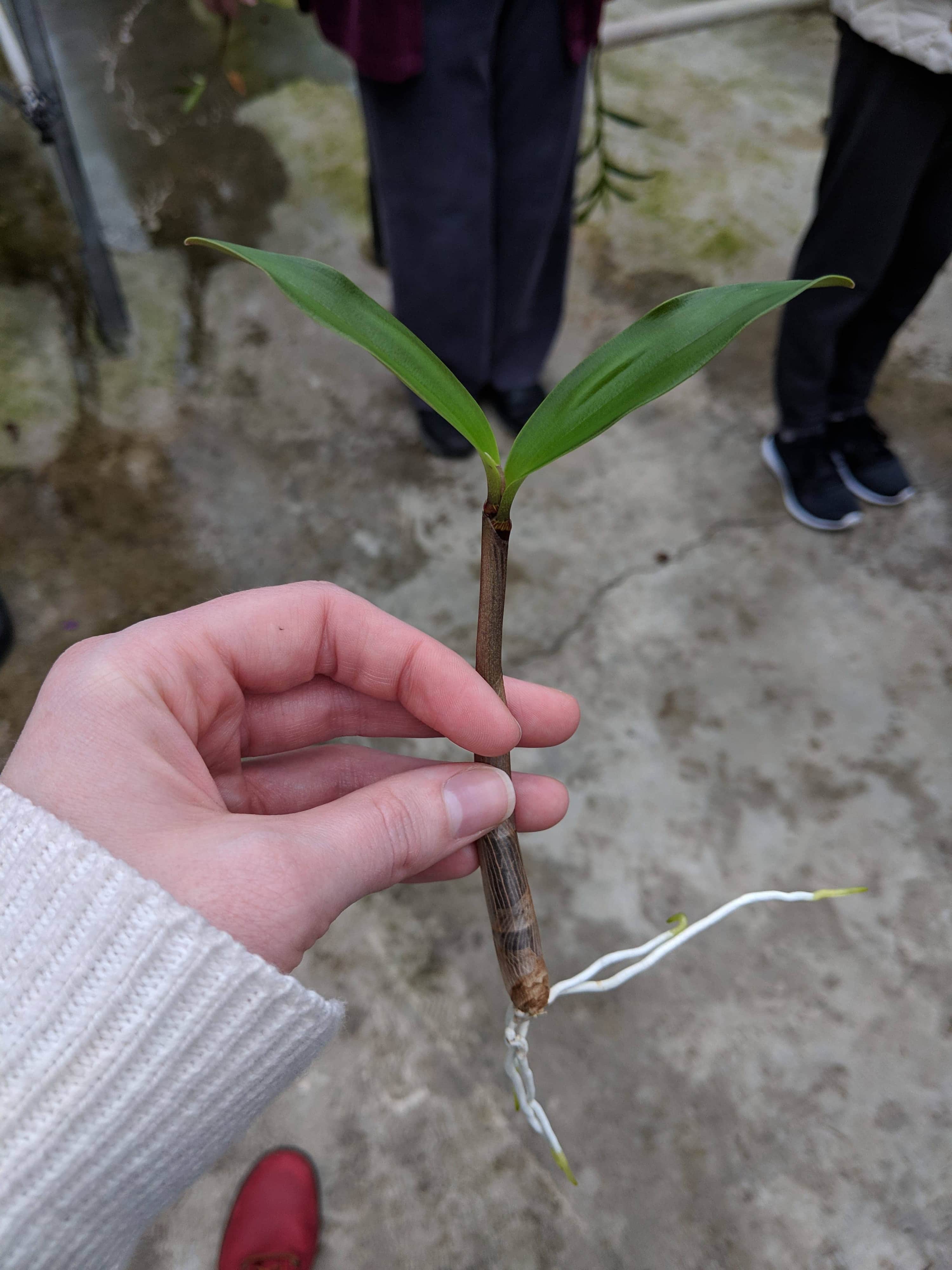 A photo of baby orchids (keikis)