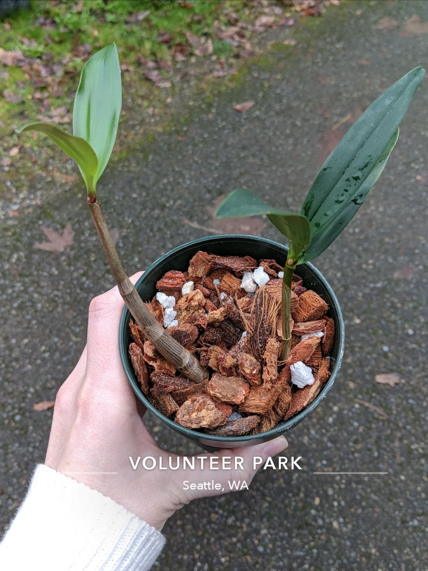 A photo of baby orchids (keikis)