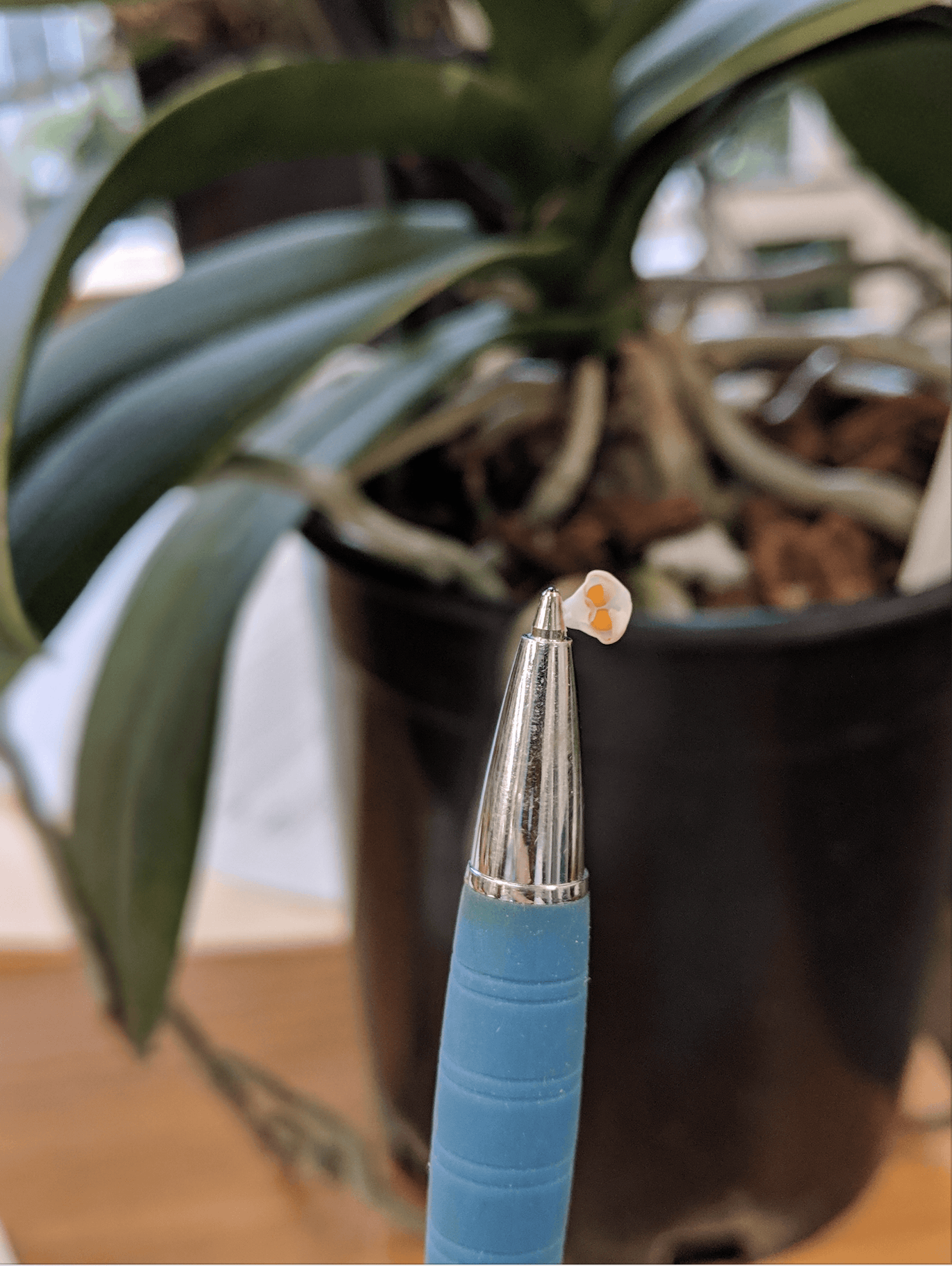 A photo of a Phalaenopsis orchid