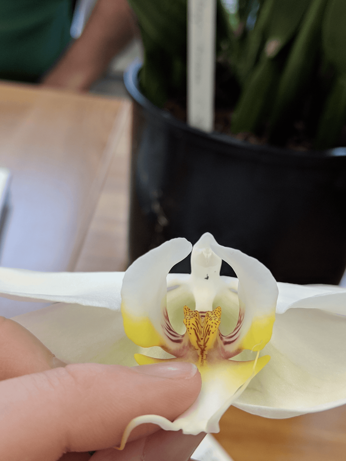 A photo of a Phalaenopsis orchid