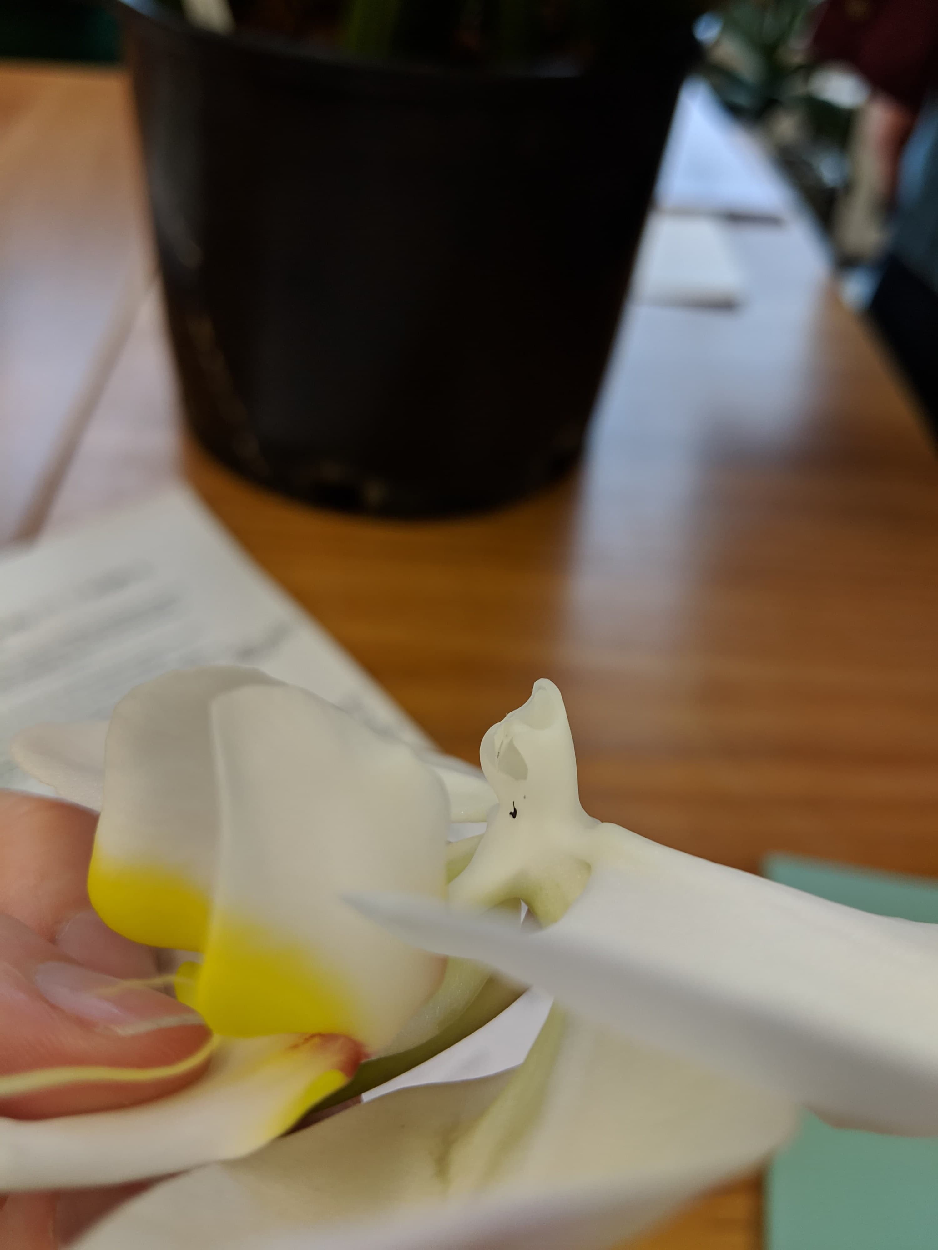 A photo of a Phalaenopsis orchid