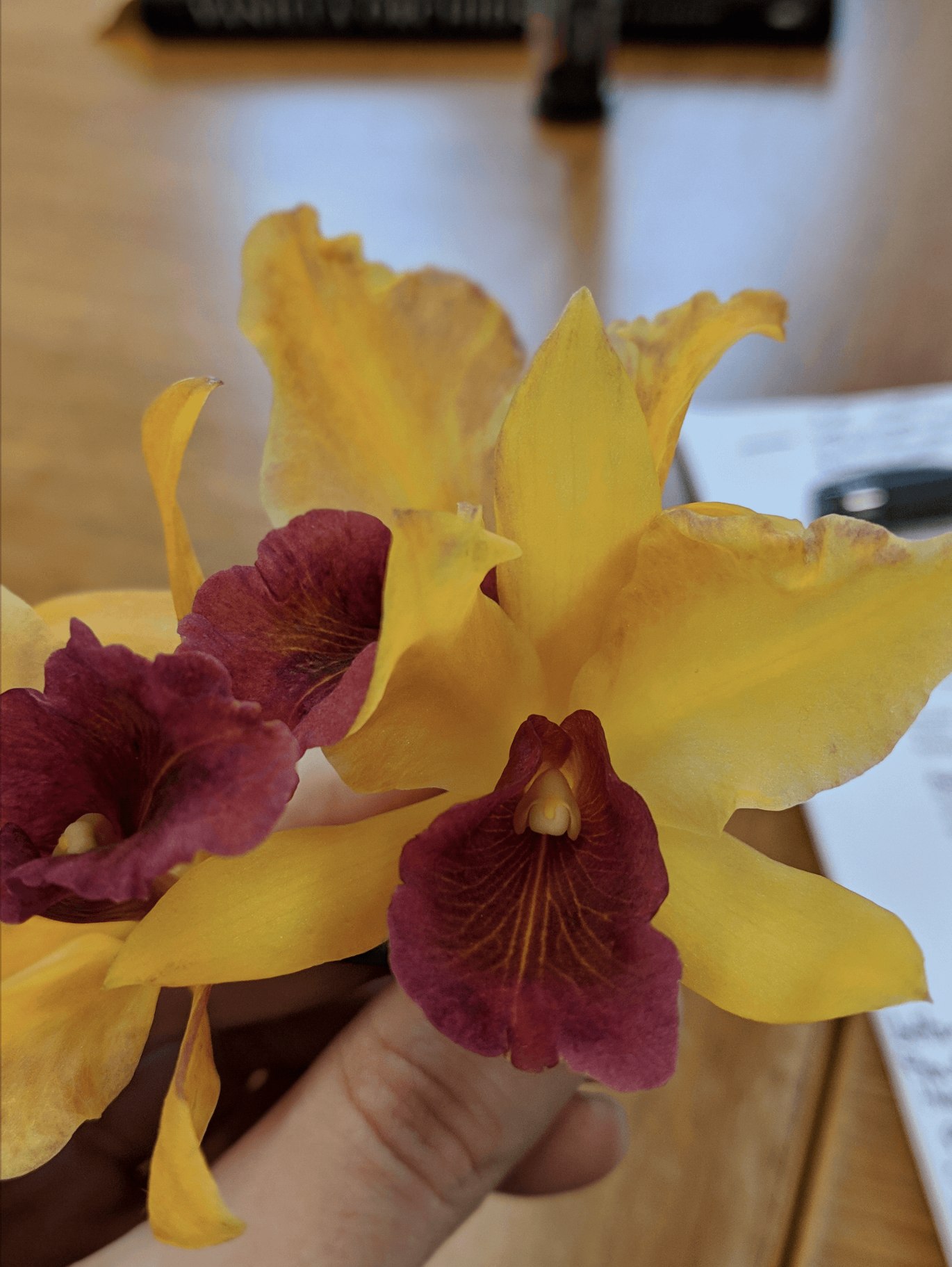 A photo of a Cattleya orchid