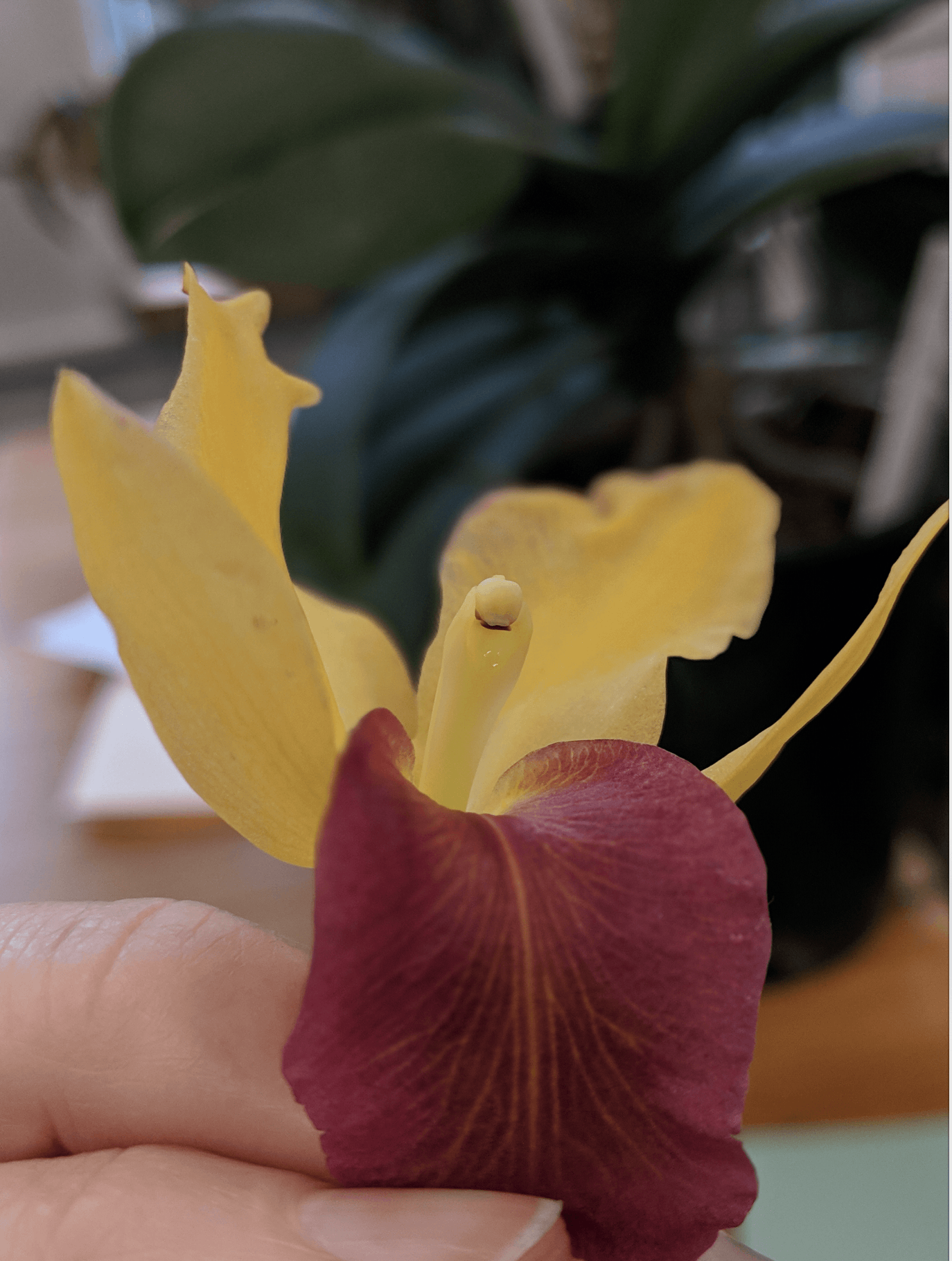 A photo of a Cattleya orchid