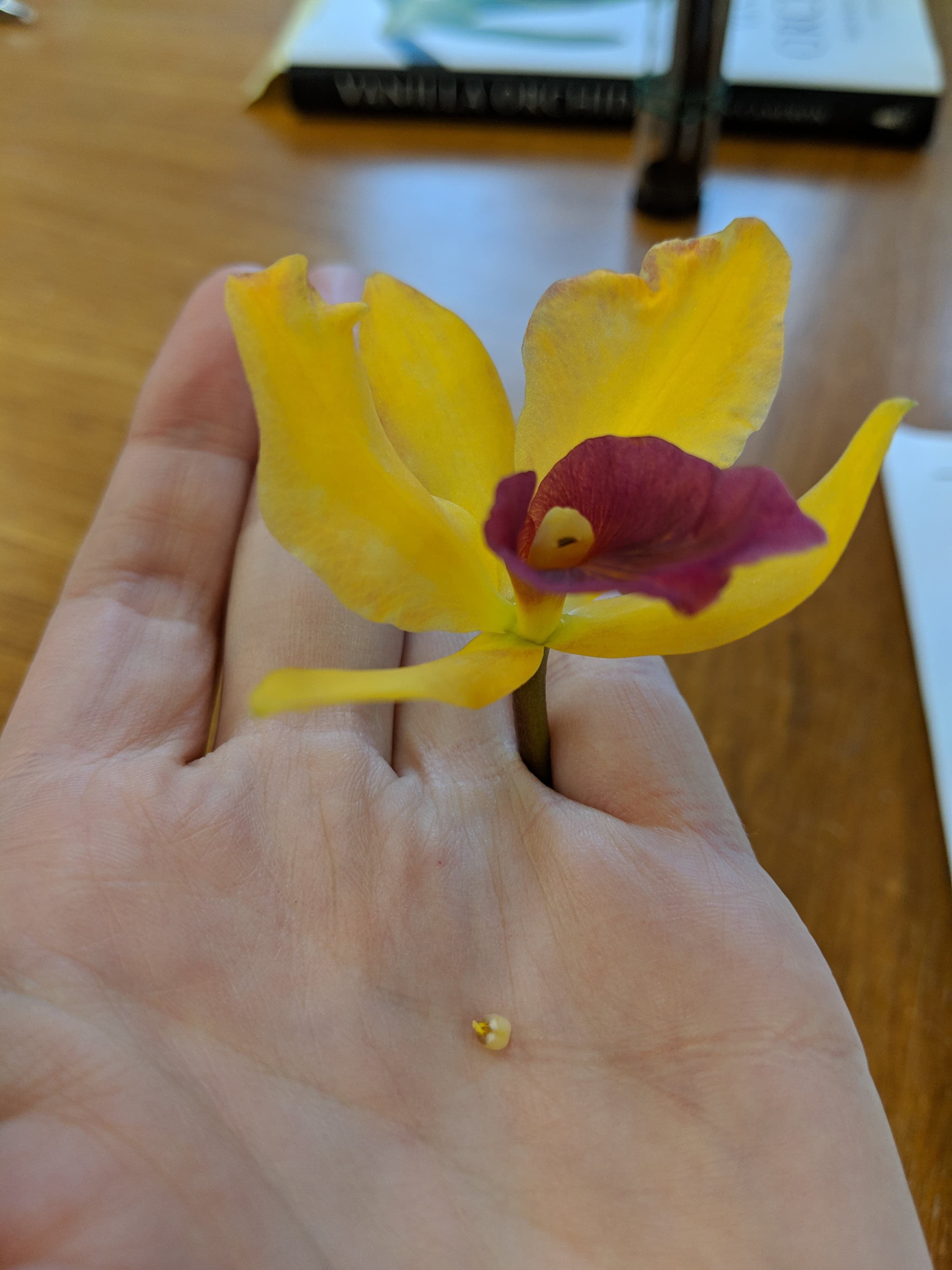 A photo of a Cattleya orchid