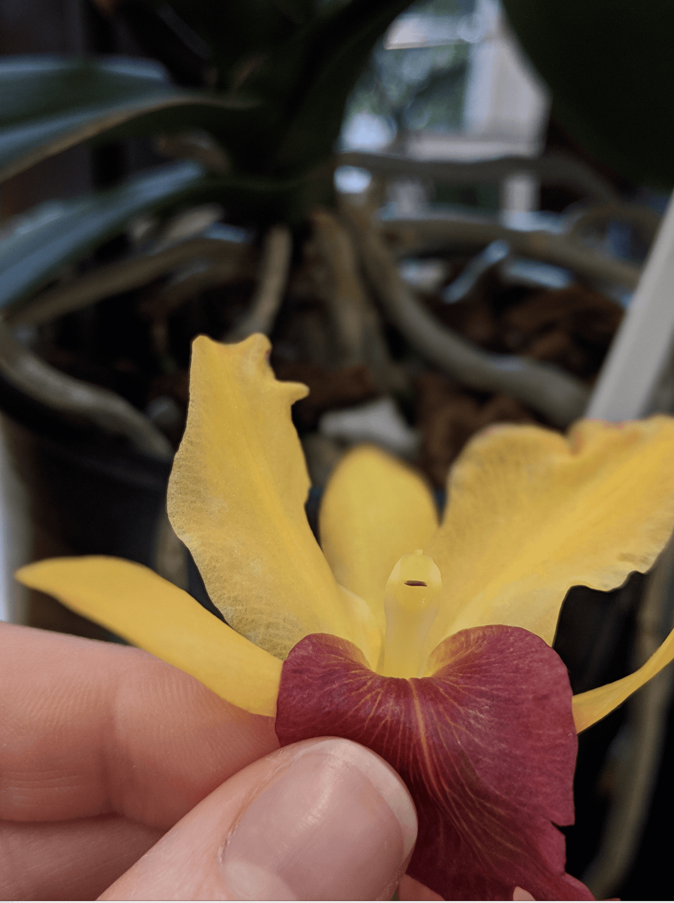 A photo of a Cattleya orchid