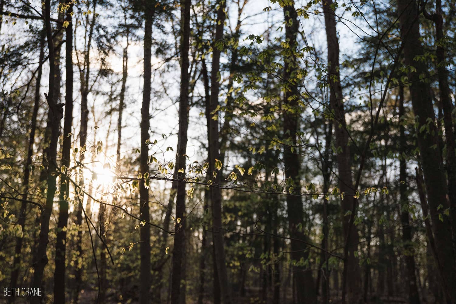 A photo of the sun through some leaves