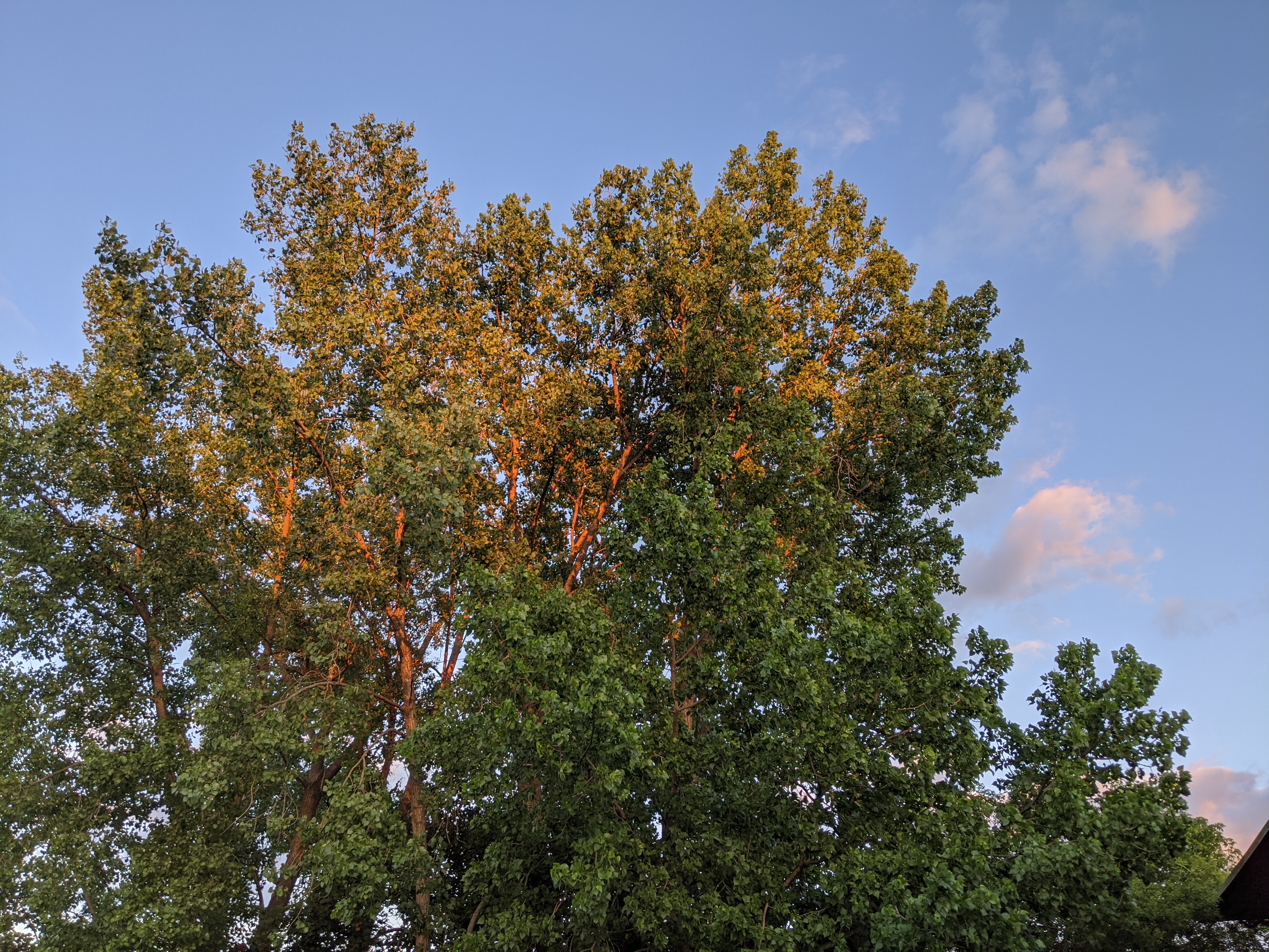 A photo from the garden