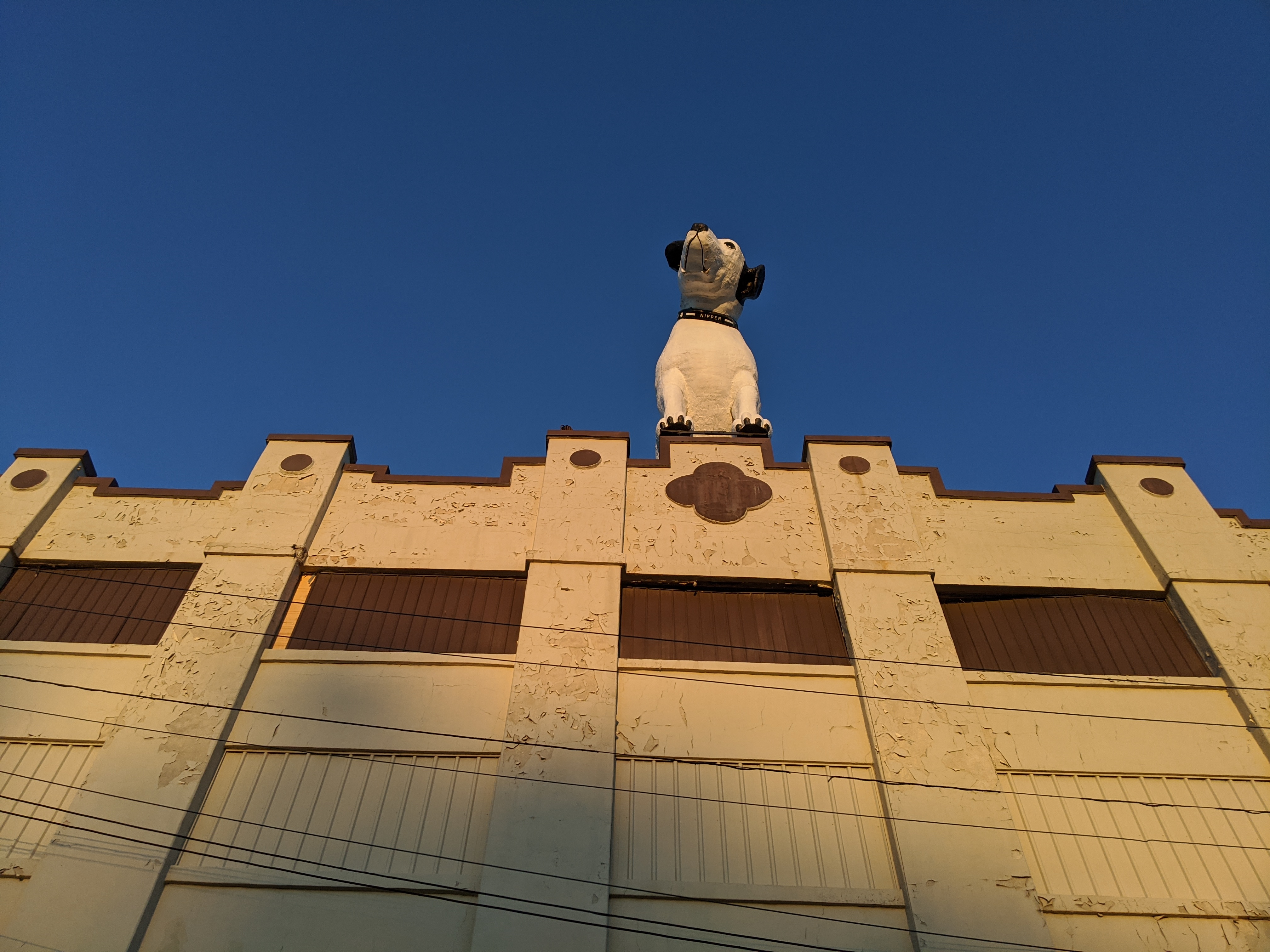 The Albany dog on a roof