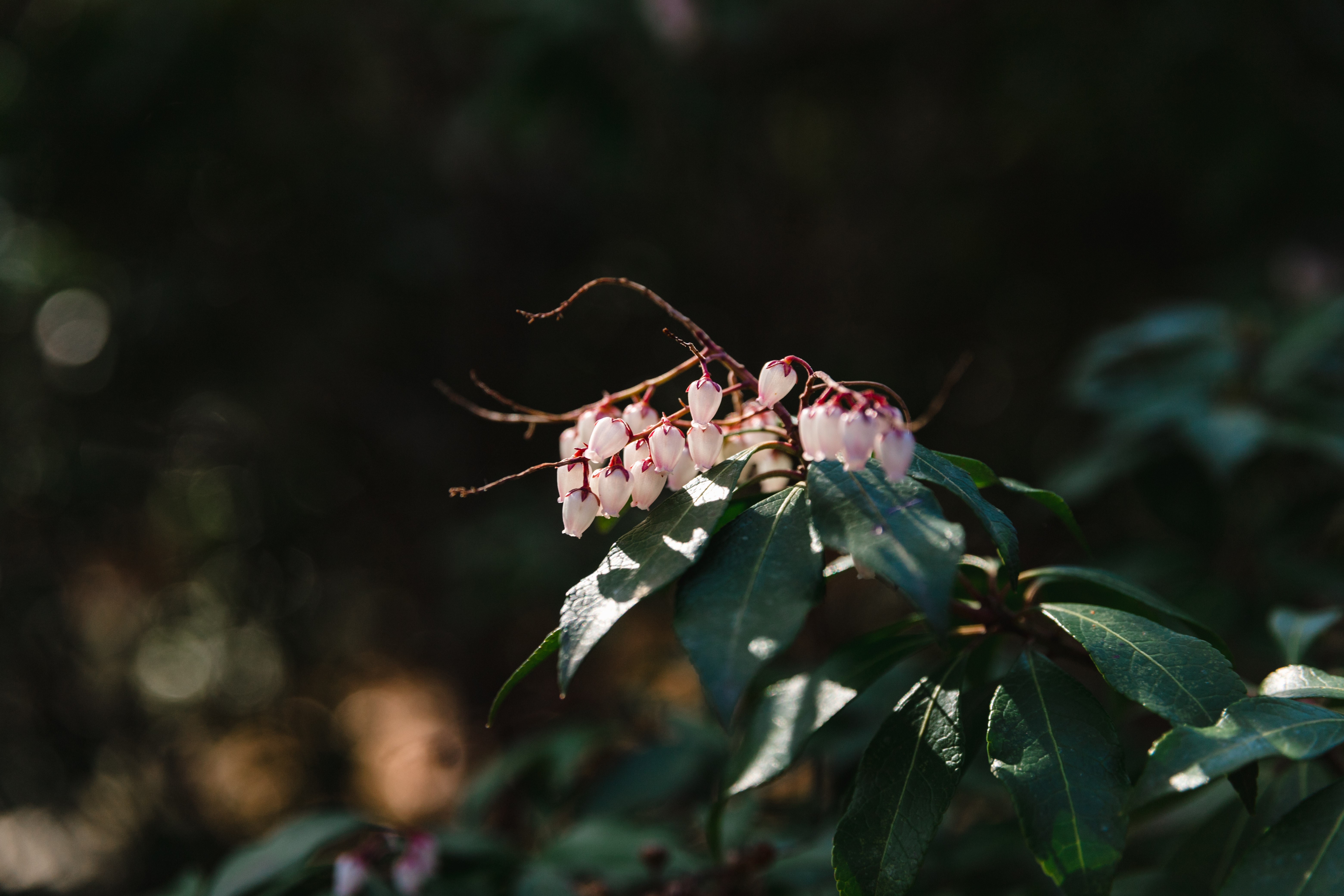 Drowning in humidity to photograph these flowers at the Atlanta Botanical Garden